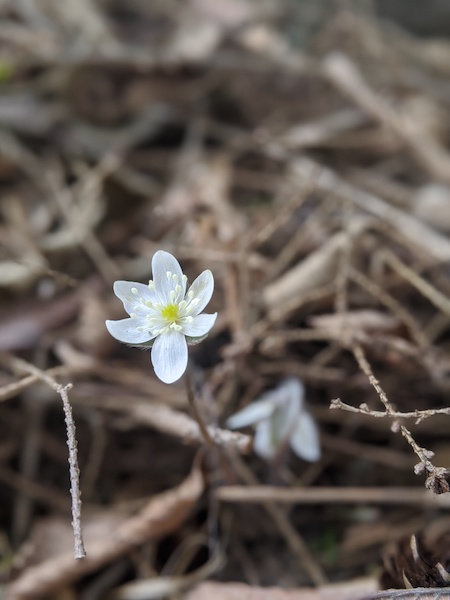 Plant picture