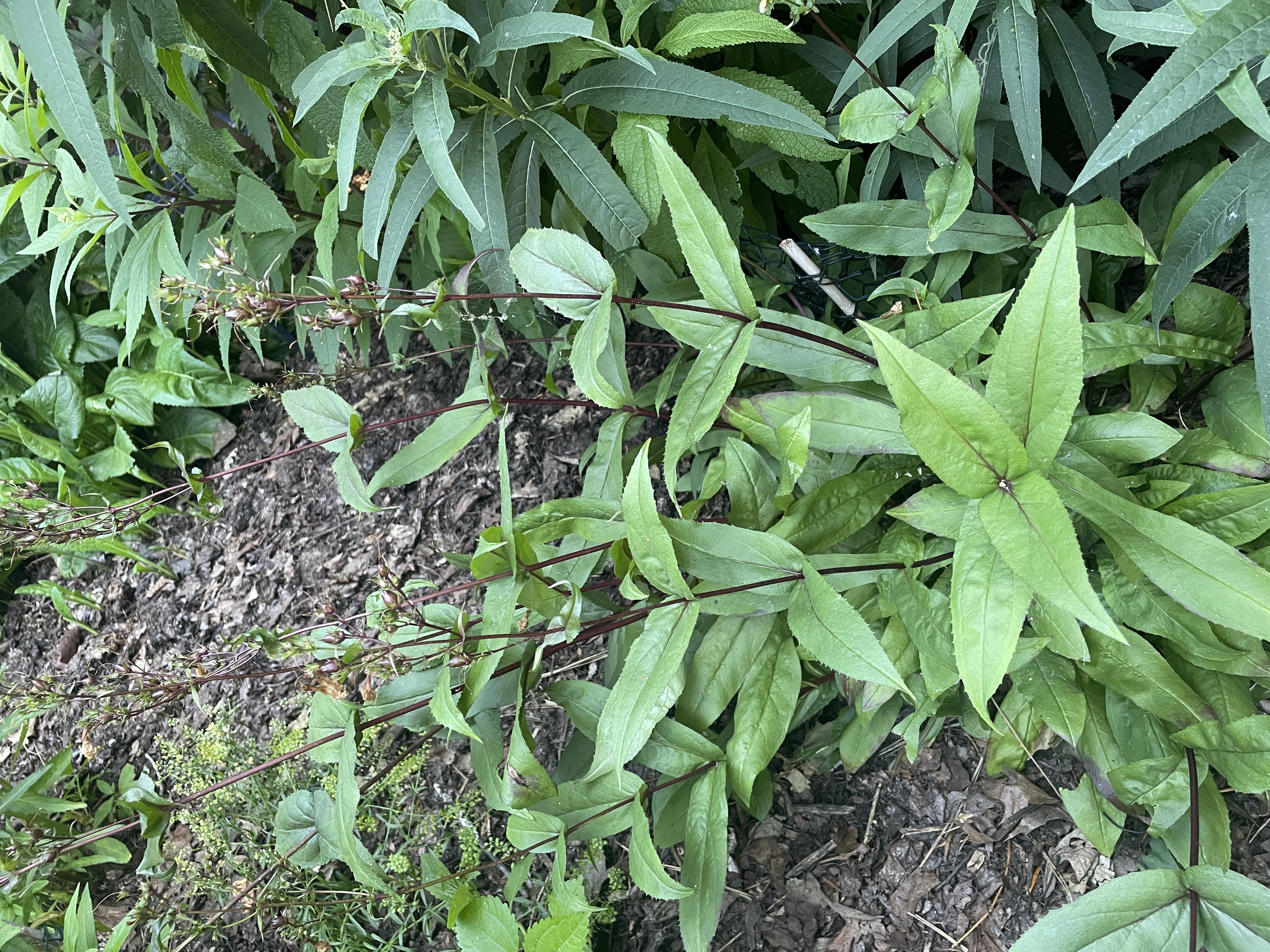 Plant name: Blackbeard Beardtongue Penstemon digitalis 
