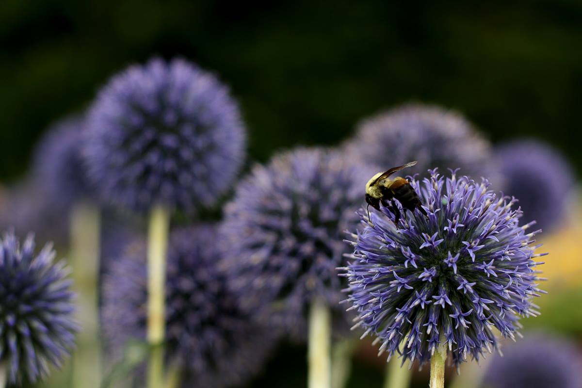 Plant picture