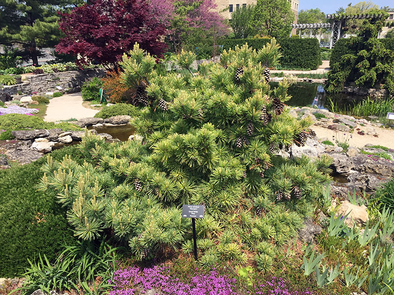Plant name: Dwarf White Pine Pinus strobus This plant features dense clusters of long, slender, light green needles that create a soft, feathery texture.