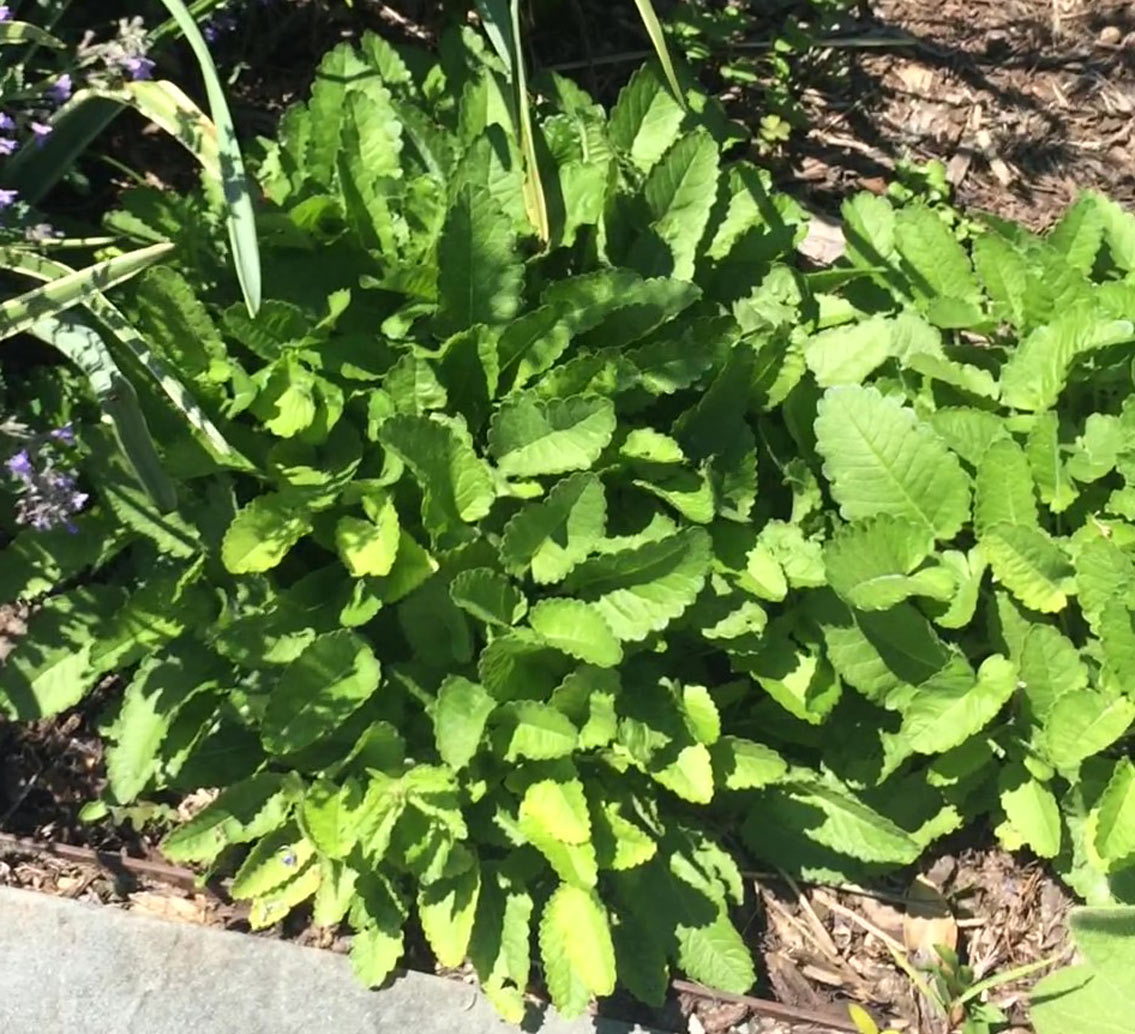 Plant name: Silver Carpet Lamb’s Ear Stachys macrantha This plant features a dense cluster of bright green, textured leaves with scalloped edges.