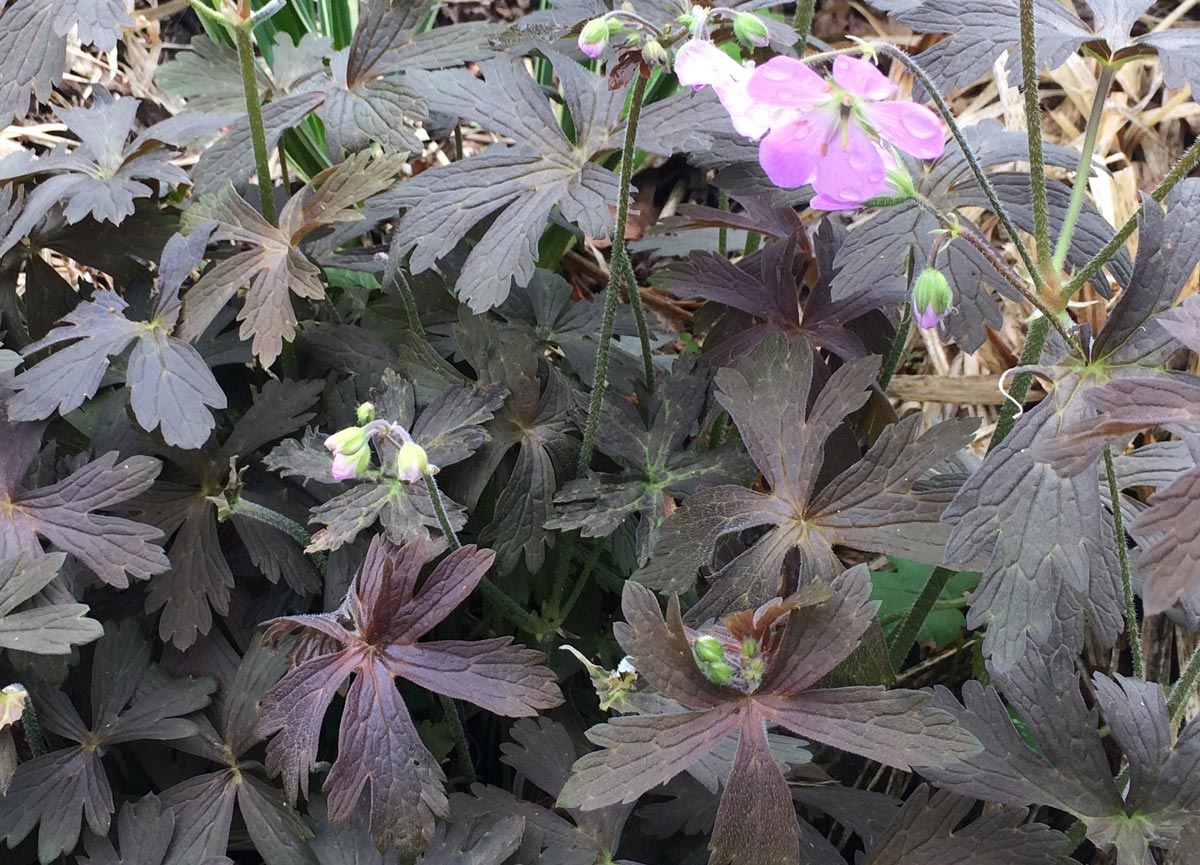 Plant picture