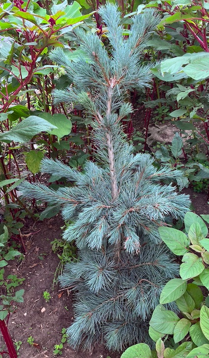 Plant name: Pacific Blue Macedonian Pine Pinus peuce This plant features clusters of long, slender, needle-like leaves with a distinct silvery-blue color and a fine, bristly texture.
