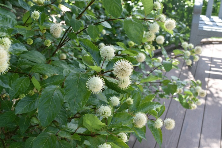 Plant name: Buttonbush Cephalanthus occidentalis 