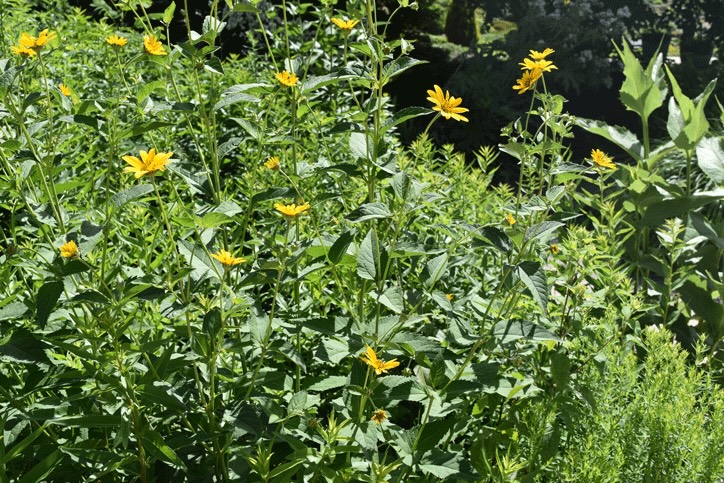 Plant name: Smooth Oxeye Heliopsis helianthoides 