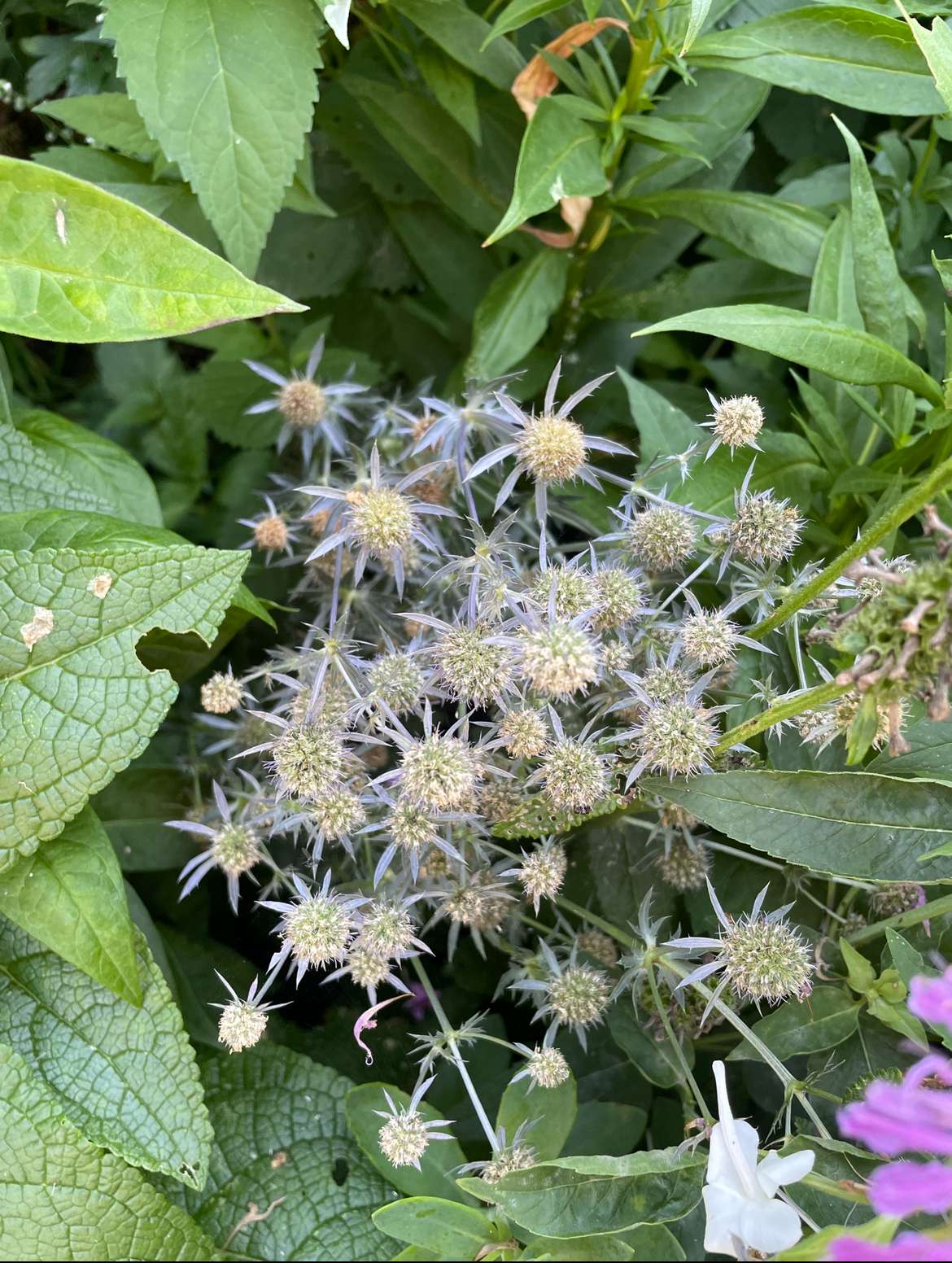 Plant name: Blue Glitter Sea Holly Eryngium  planum  