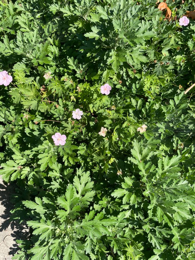 Plant name: Bloodred Geranium Geranium sanguineum striatum 