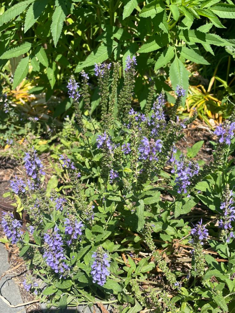 Plant name: Blue Hill Sage Salvia  