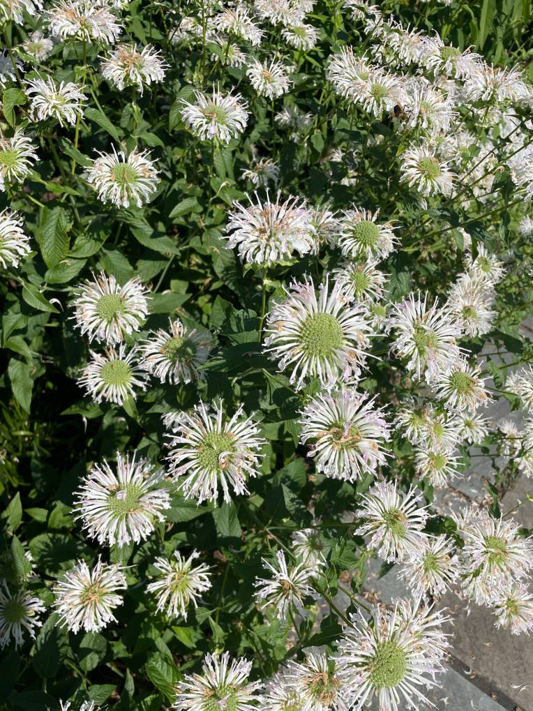 Plant name: White Bergomot  Monarda fistulosa  