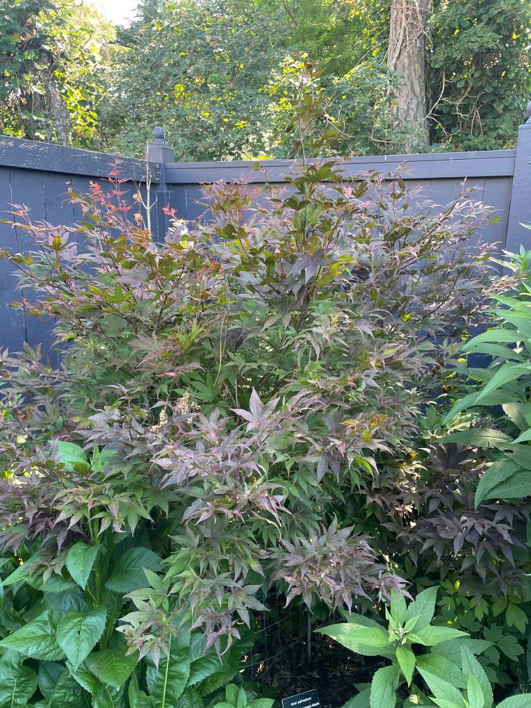 Plant name: Hananoki Maple Acer pycnanthum 