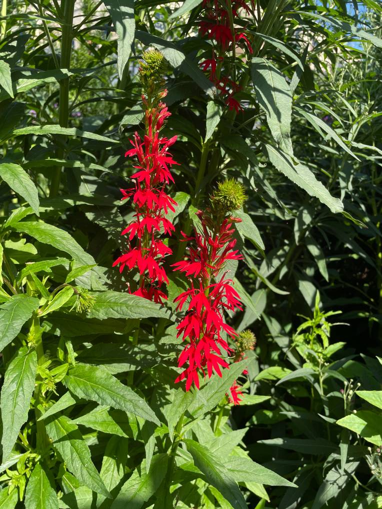 Plant name: Cardinal flower Lobelia cardinalis 