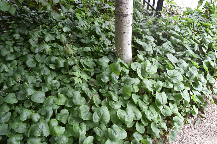 Plant picture