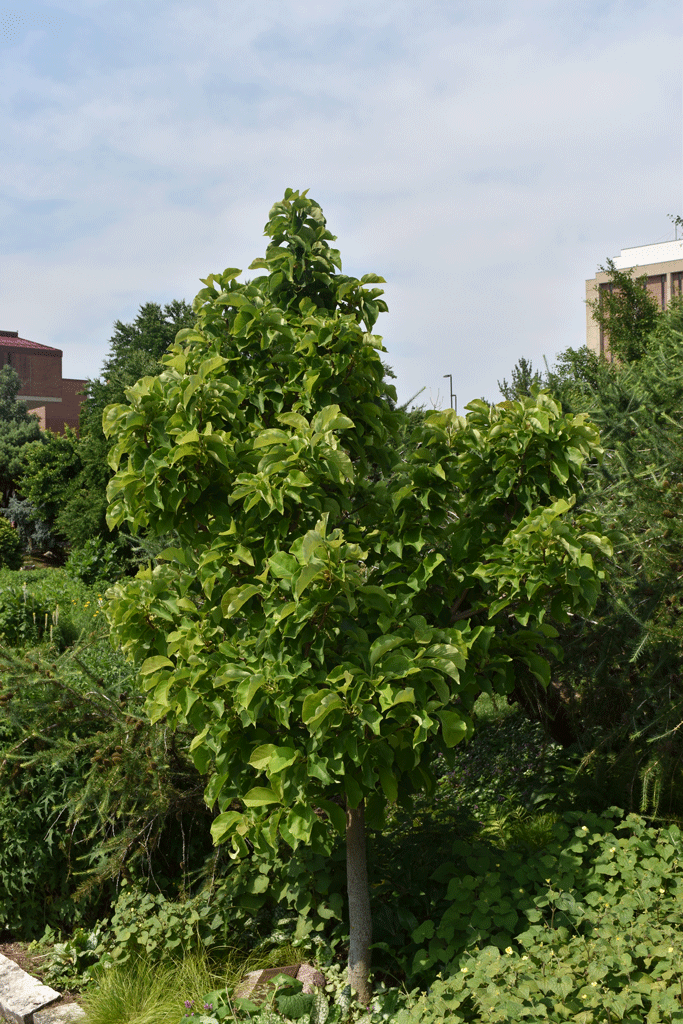 Plant picture