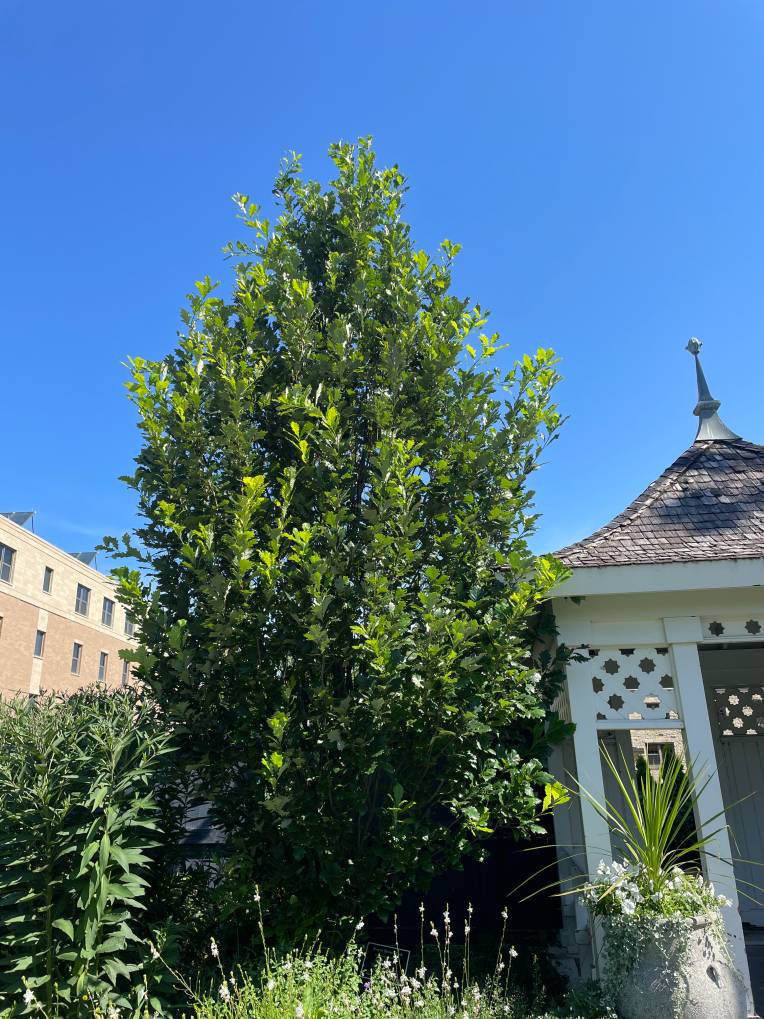 Plant name: Regal Prince Oak Quercus warei