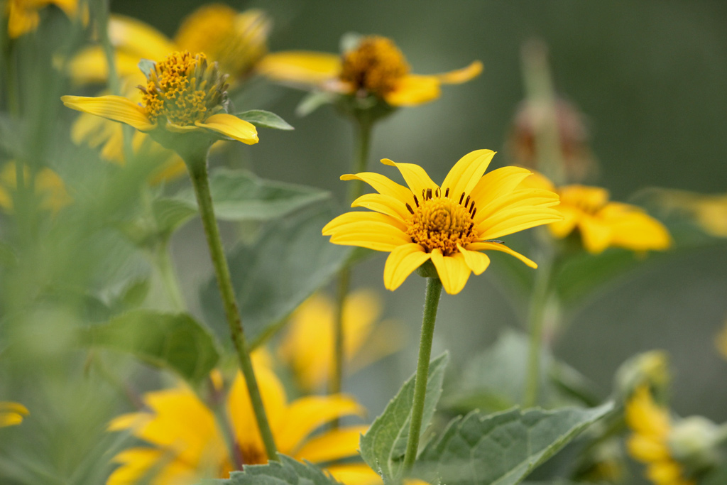 Plant picture