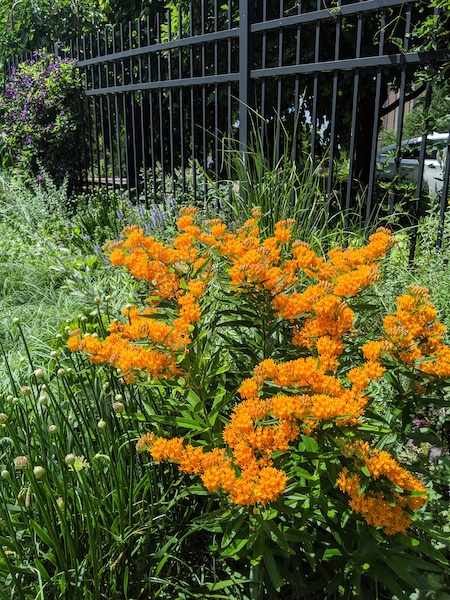 Plant picture