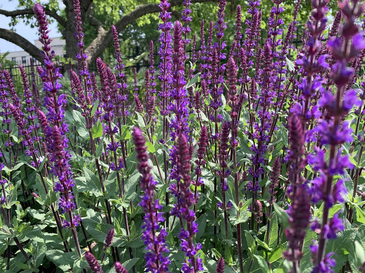 Plant picture