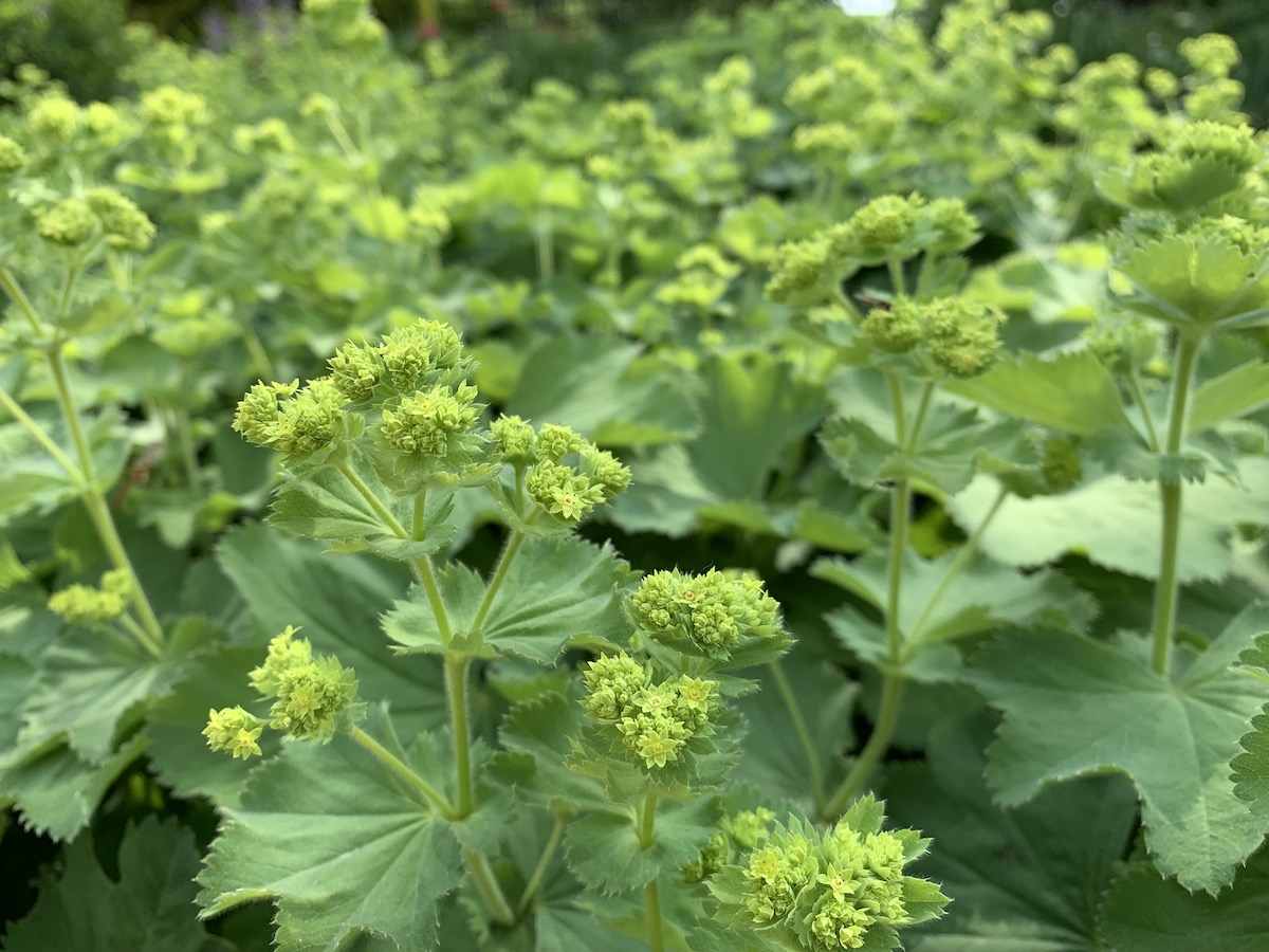 Plant picture
