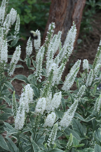 Plant name: Veronica Speedwell Veronica longifolia This plant features narrow, pointed leaves with a textured, veined surface and a green center bordered by creamy white edges.