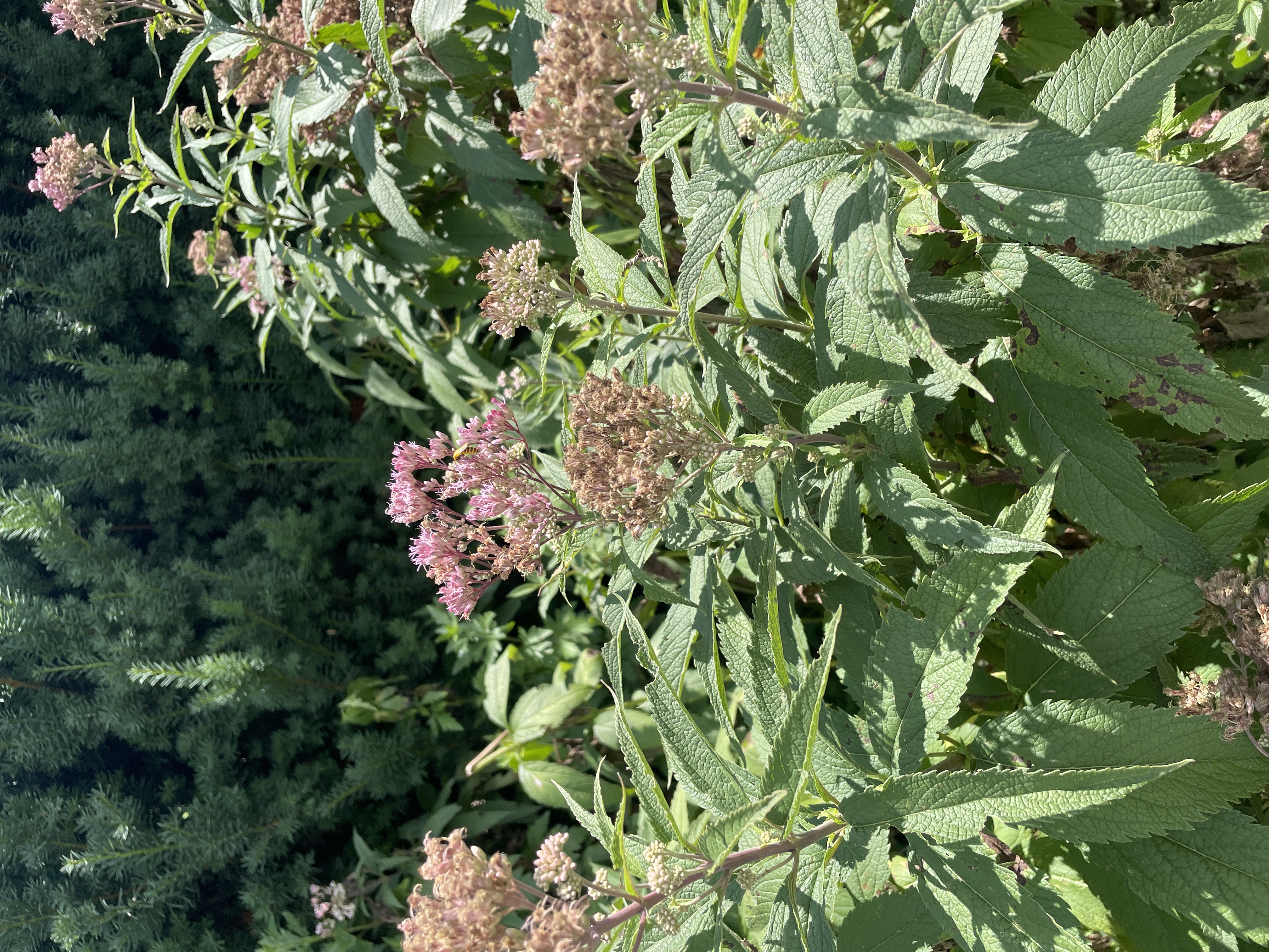 Plant name: Spotted Joe Pye Weed Eupatorium maculatum 