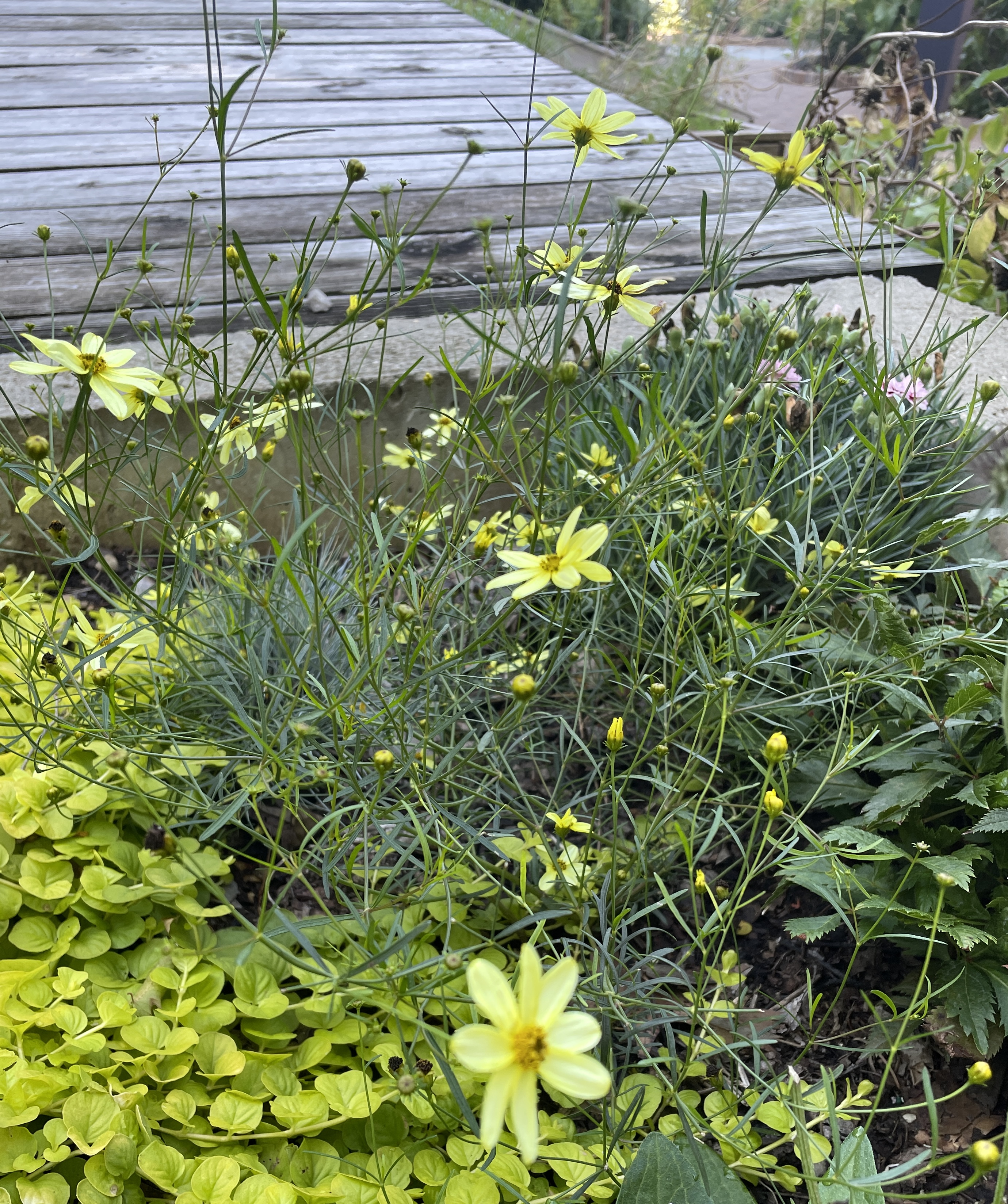 Plant name: Threadleaf Coreopsis Coreopsis verticillata