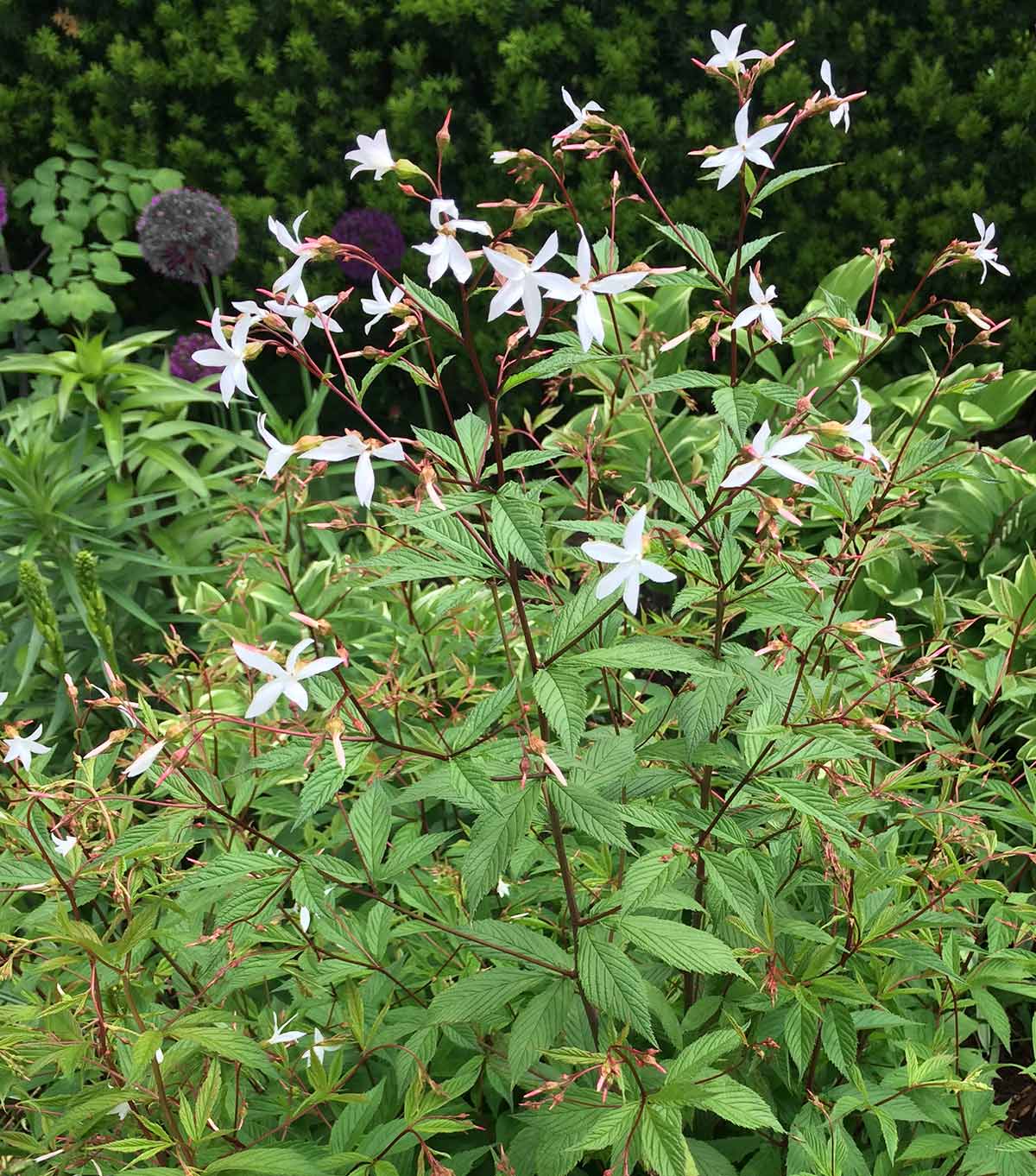 Plant name: Bowman