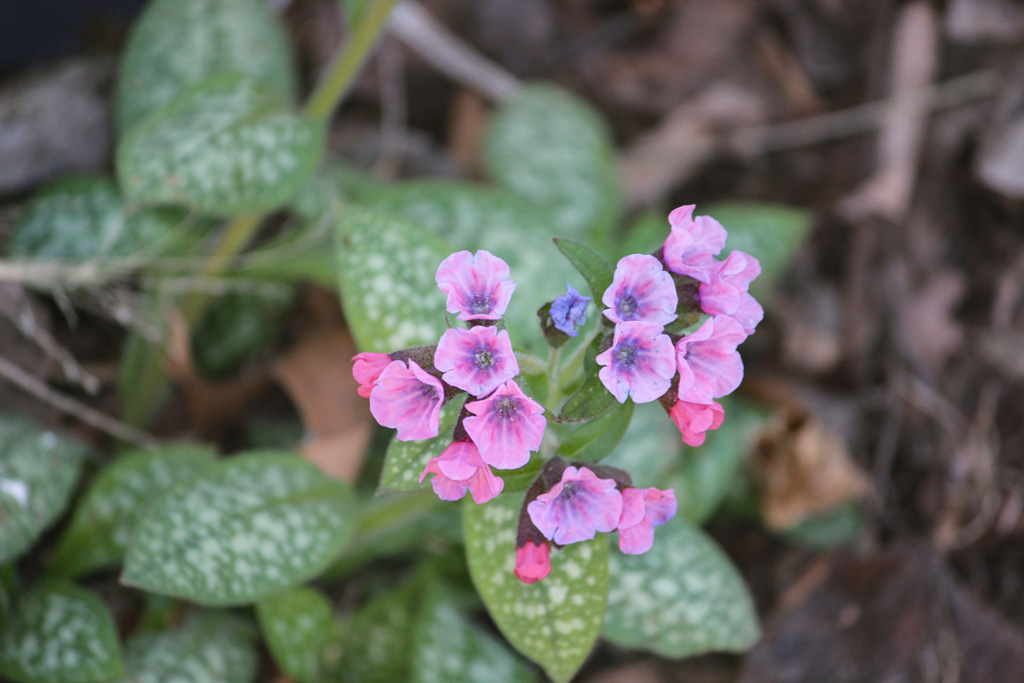 Plant picture