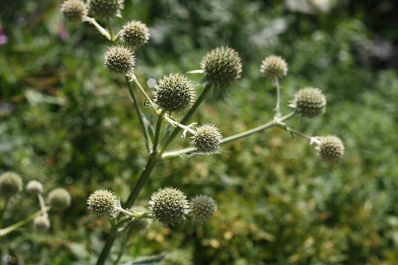 Plant picture