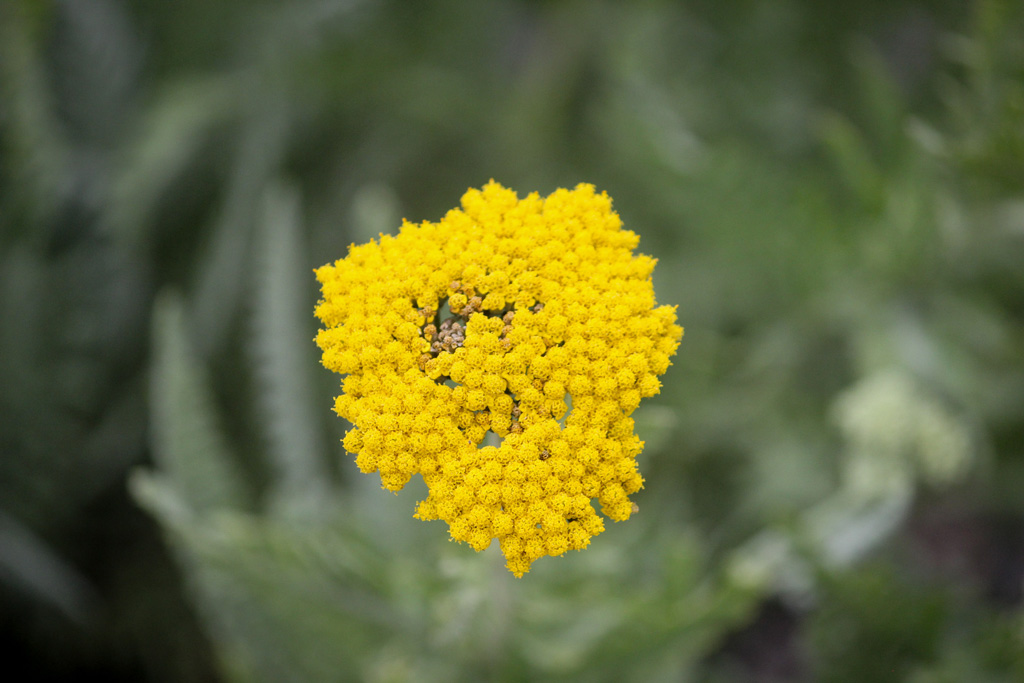 Plant picture