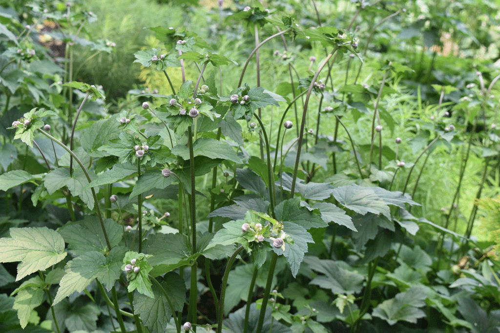 Plant picture