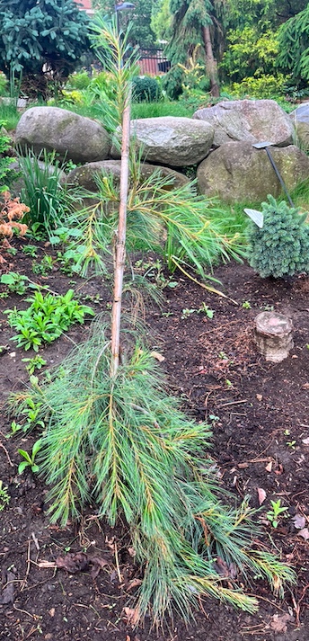 Plant name: Angel Falls Eastern White Pine Pinus strobus This plant features long, slender, needle-like leaves in a mix of green and yellowish-green hues, creating a soft, feathery texture.