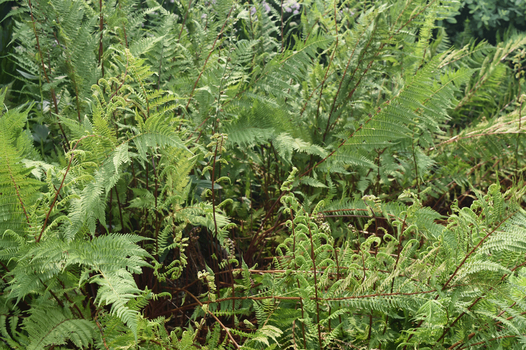 Plant picture