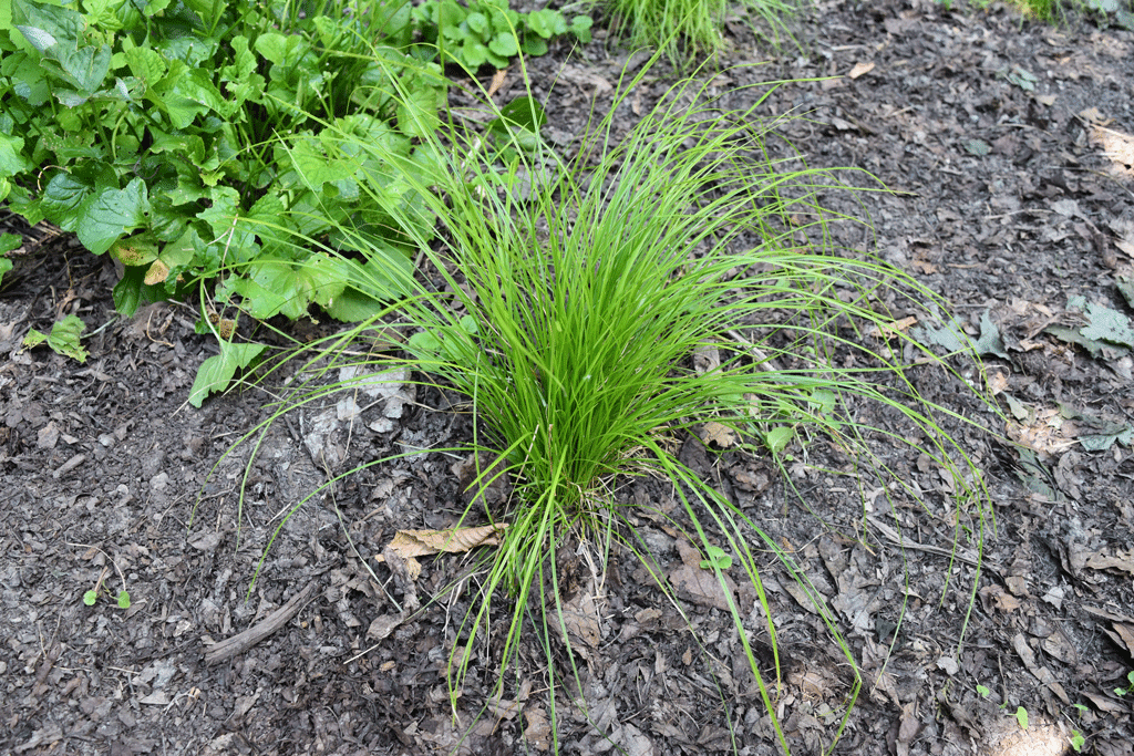 Plant picture