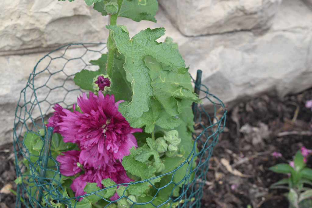 Plant name: Double Tall Hollyhock Alcea rosea