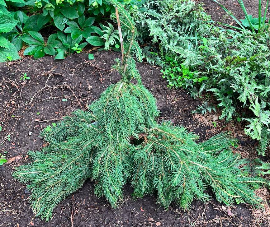 Plant name: Formanek Norway Spruce Picea abies This plant features short, stiff, blue-green needles that densely cover its branches, creating a prickly texture.