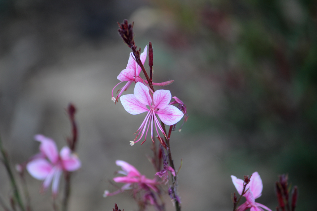 Plant picture