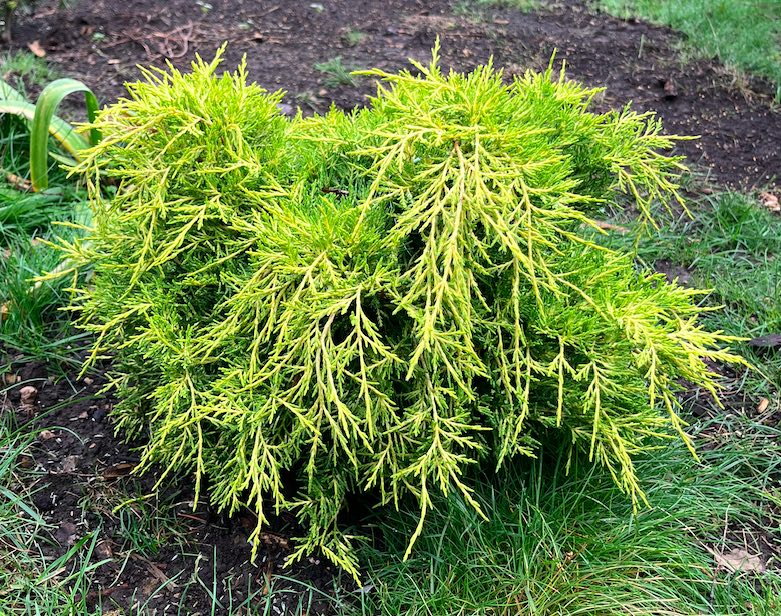 Plant name: Golden Joy Juniper Juniperus  This plant features vibrant chartreuse, scale-like foliage that creates a dense, feathery, and textured appearance.