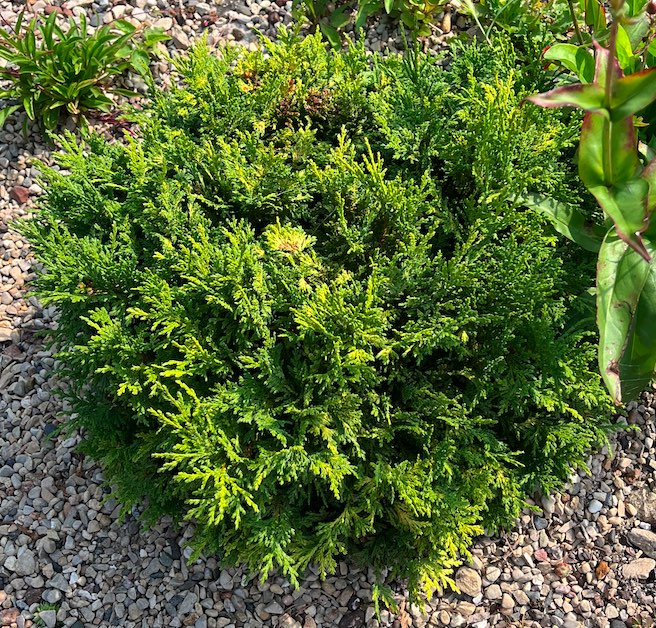 Plant name: Golden Pin Cushion Cypress Chamaecyparis pisifera This plant features dense, feathery, scale-like foliage in a vibrant mix of bright green and golden-yellow hues.
