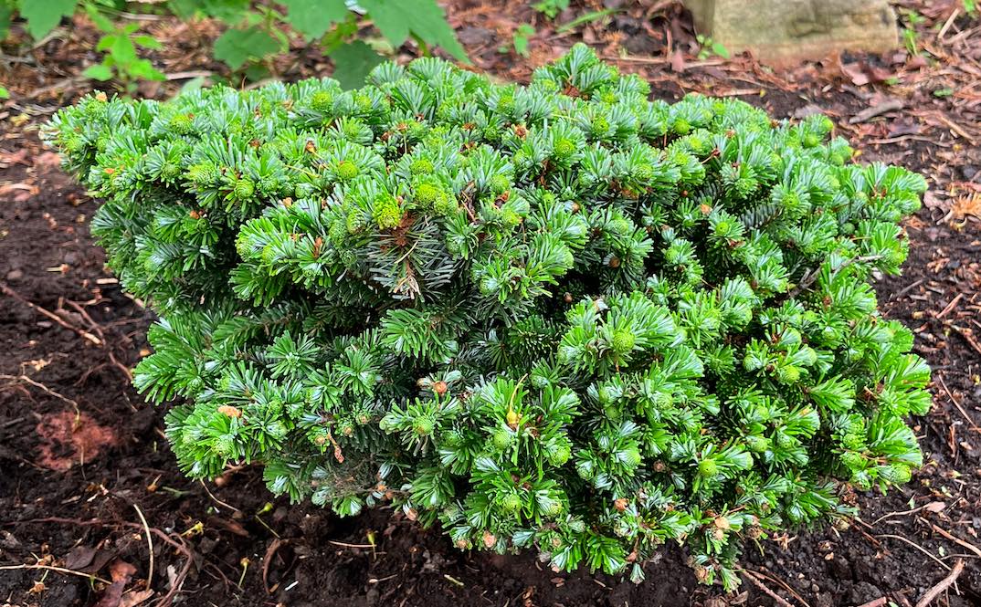Plant name: Heddergott Veitch Fir Abies veitchii This dense, mounded plant features short, stiff, needle-like leaves in shades of bright and silvery green, creating a prickly texture.