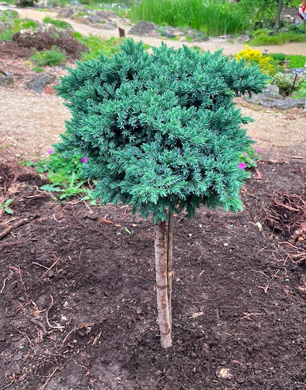 Plant name: Blue Star Juniper Juniperus squamata This plant features a dense, rounded crown of prickly, needle-like foliage in a striking blue-green hue.