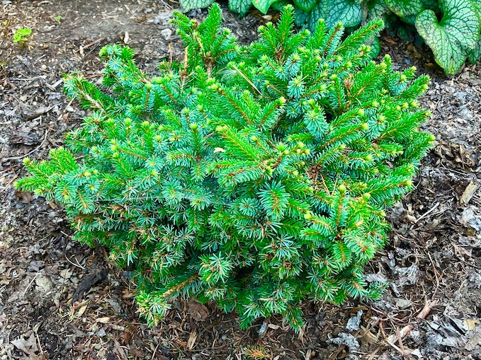 Plant name: Kamenz Serbian Spruce Picea omorika This plant features short, stiff, needle-like leaves in a mix of bright green and blue-green hues, creating a dense, prickly texture.