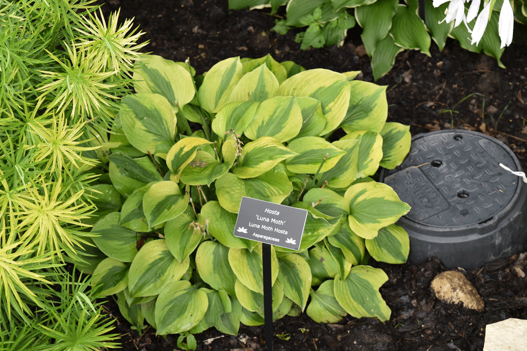Plant picture
