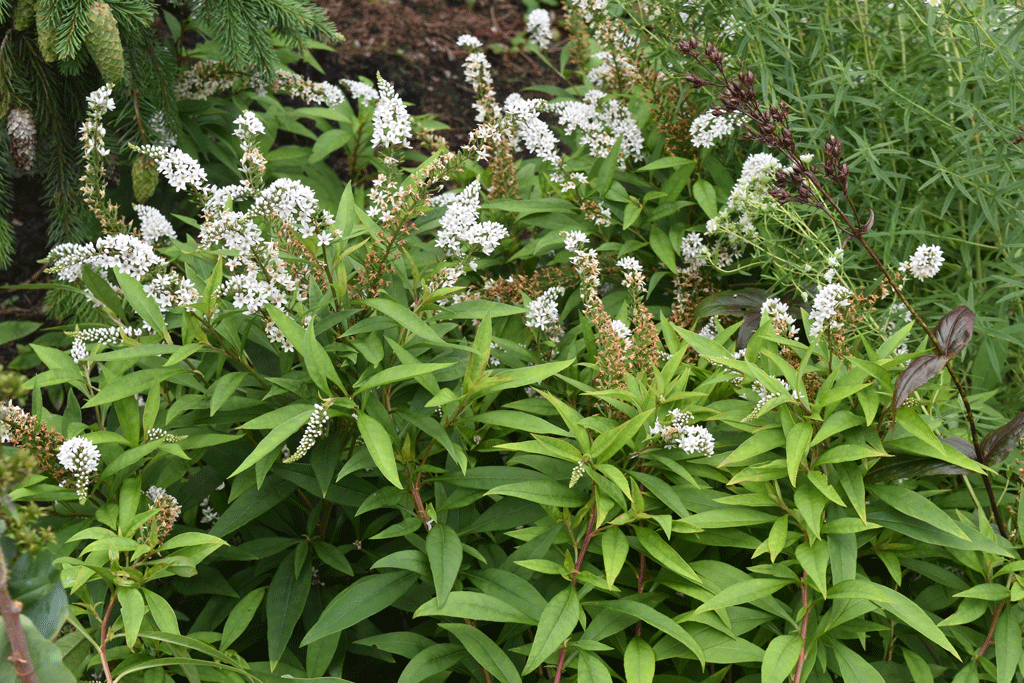Plant picture