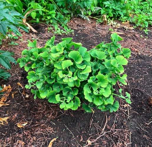 Plant name: Mariken Maidenhair Tree Ginkgo biloba This plant features vibrant green, fan-shaped leaves with a smooth, slightly wavy texture.