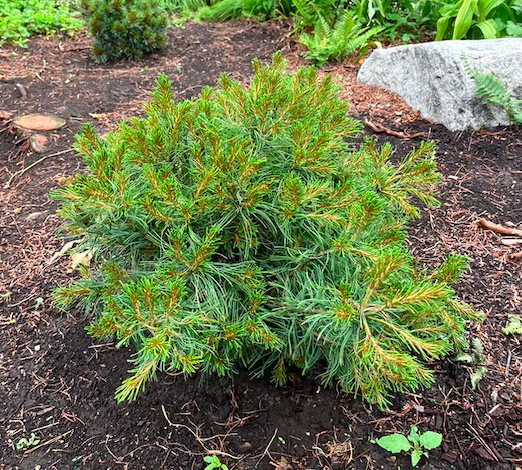 Plant name: Mini Twists Eastern White Pine Pinus strobus This mounded plant features dense, needle-like leaves that are bright green with yellowish-brown tips, creating a prickly, textured appearance.