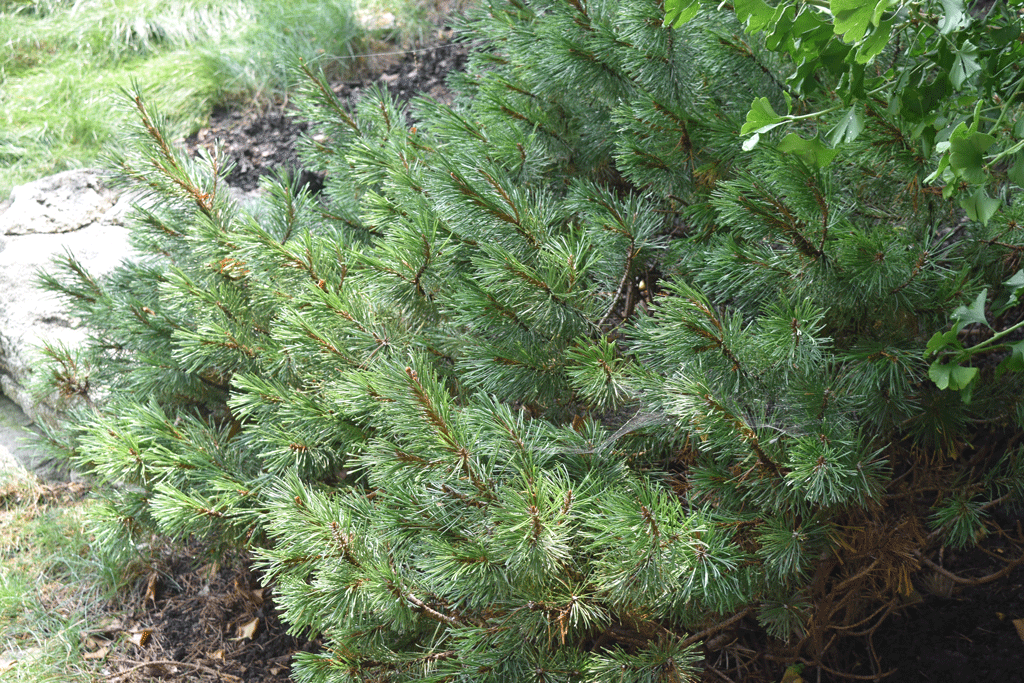 Plant picture