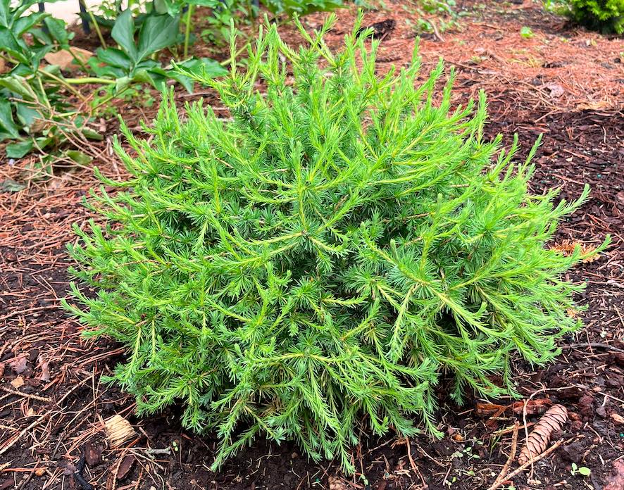 Plant name: Prag European Larch Larix decidua This plant is a dense, rounded shrub with fine, needle-like leaves that are a vibrant chartreuse green and have a soft, feathery texture.