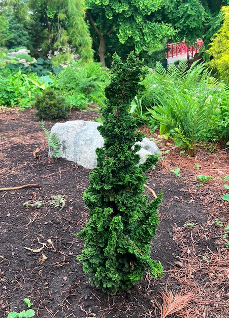 Plant name: Primo Arborvitae Thuja occidentalis This plant features dense, dark green foliage with a tightly curled, textured appearance, forming a narrow, upright shape.