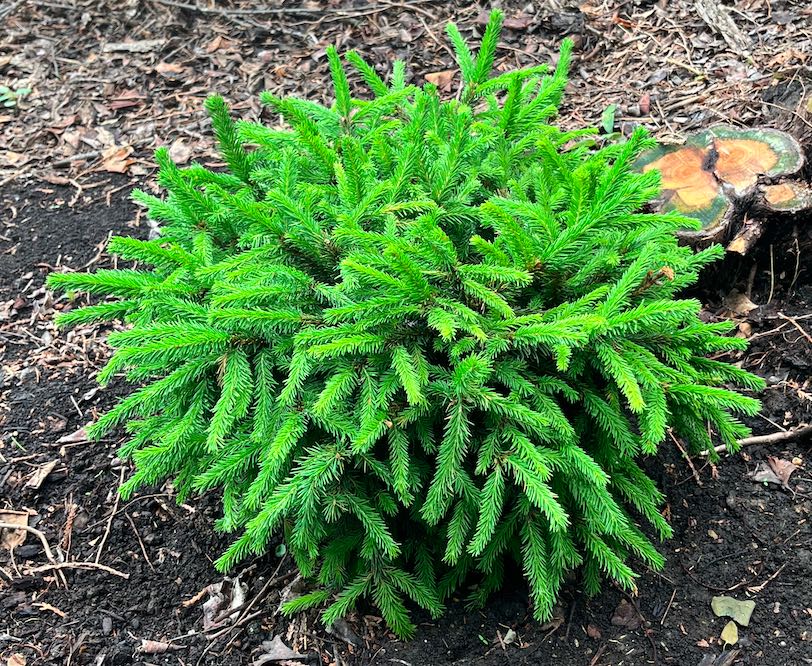 Plant name: Pumila Norway Spruce Picea abies This plant is a dense, rounded shrub covered in short, bright green, needle-like leaves that create a prickly texture.
