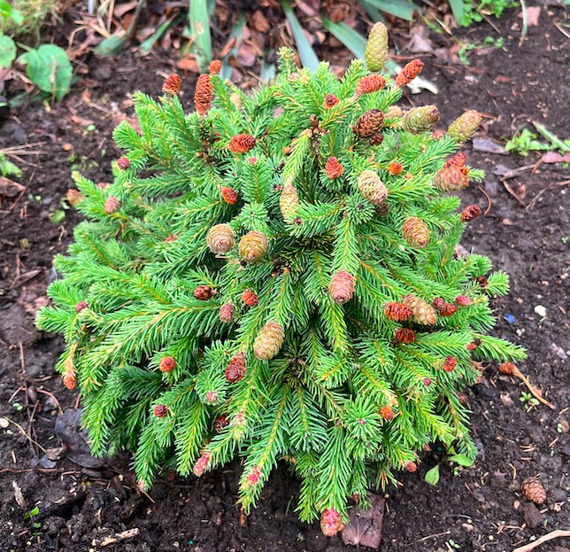Plant name: Pusch Norway Spruce Picea abies This plant features dense, vibrant green, needle-like leaves that create a prickly texture, accented by small, reddish-brown cones.